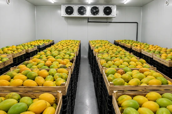 nandikoti_Mango Ripening Chamber